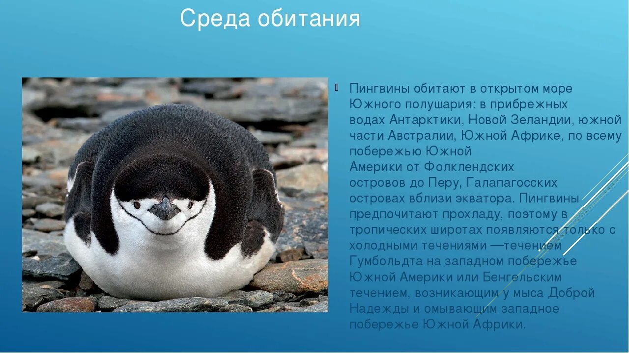 Где обитает пингвин материк. Ареал обитания пингвинов. Зона обитания пингвинов. Пингвины и их среда обитания. Местообитание пингвинов.