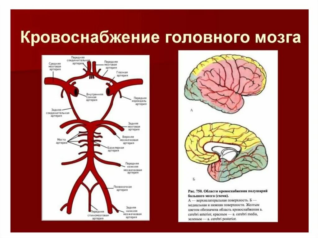 Вертебро базилярная инсульт. Артерии питающие головной мозг схема. Зоны кровоснабжения мозговых артерий. Кровоснабжение мозга Виллизиев круг. Кровеносная система головного мозга человека схема.