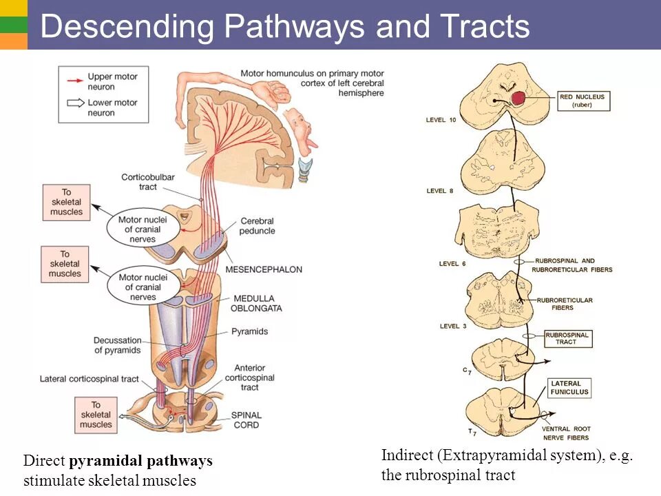 Pathways 2. Pyramidal pathways. extrapyramidal pathways. pyramidal tract. rubrospinal tract pathway.