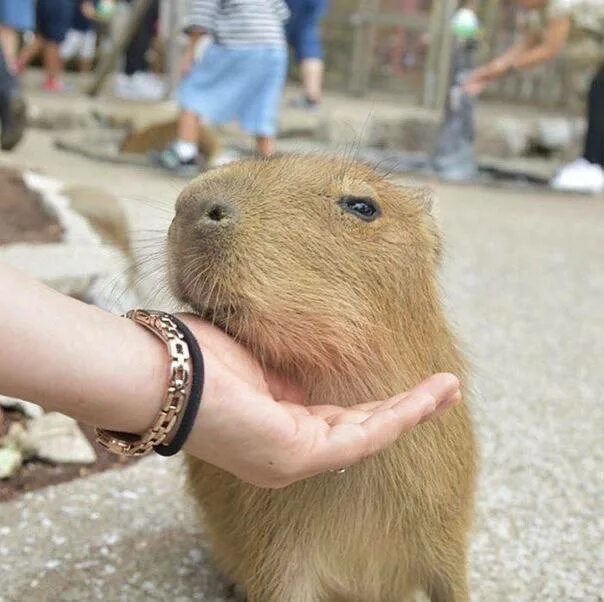 капибара аристократ. капибара крутая в очках с золотой цепью. капибара рост. капибара джо джо. капибара браслет на руку.