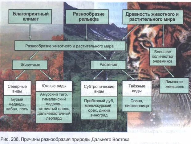 Природные части дальнего востока. Природные зоны дальнего Востока с севера на Юг. Причины разнообразия природы дальнего Востока. Зона дальнего Востока. Природные условия дальнего Востока.