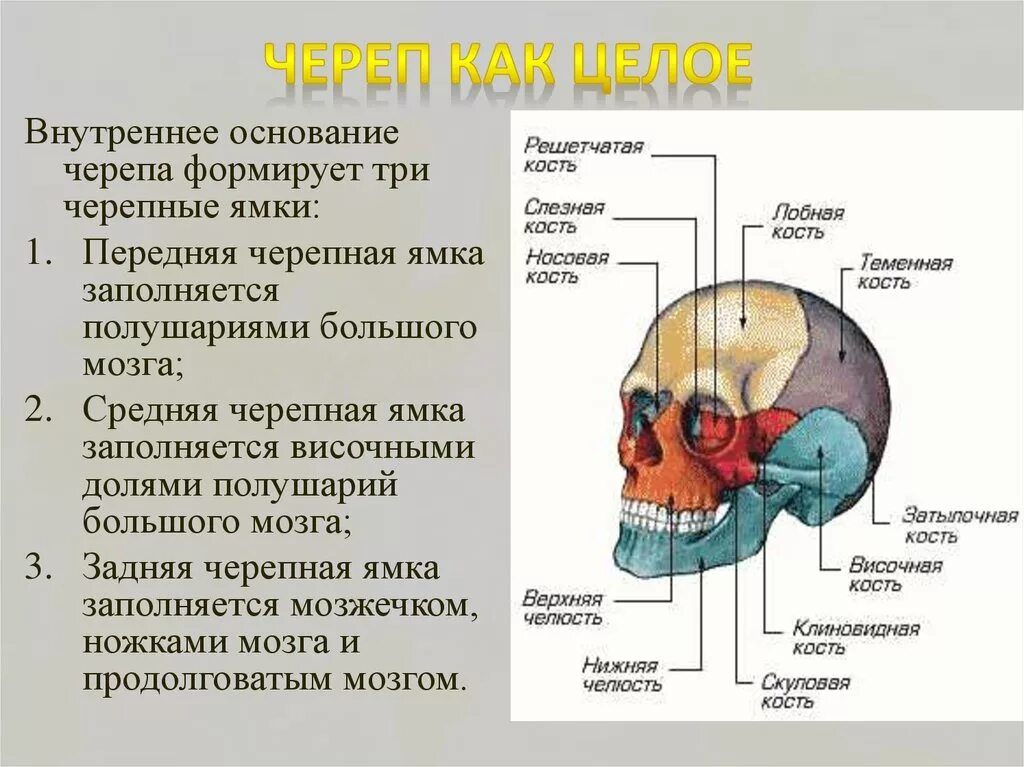 Скелет головы особенности строения. Кости черепа и основание черепа анатомия. Мозговой и лицевой отделы черепа топография. Череп кости мозгового черепа и их соединения. Кости черепа человека анатомия кости основания черепа.