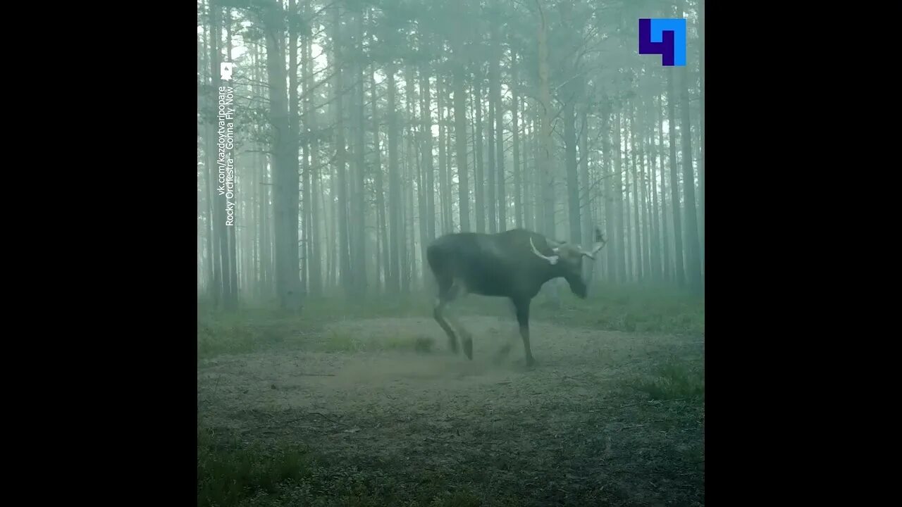 Дикий Лось. Лось Ленинградской области. Дикий Лось форма. Дикий лось упражнения