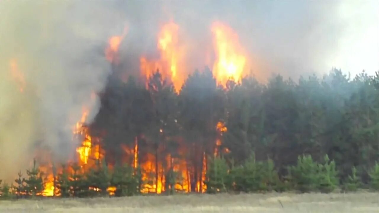 Хвойный пожар. Пожар вдоль трассы. Посёлок сосна пожар. Едет через горящий лес. Пожар в Сосновом Бору.