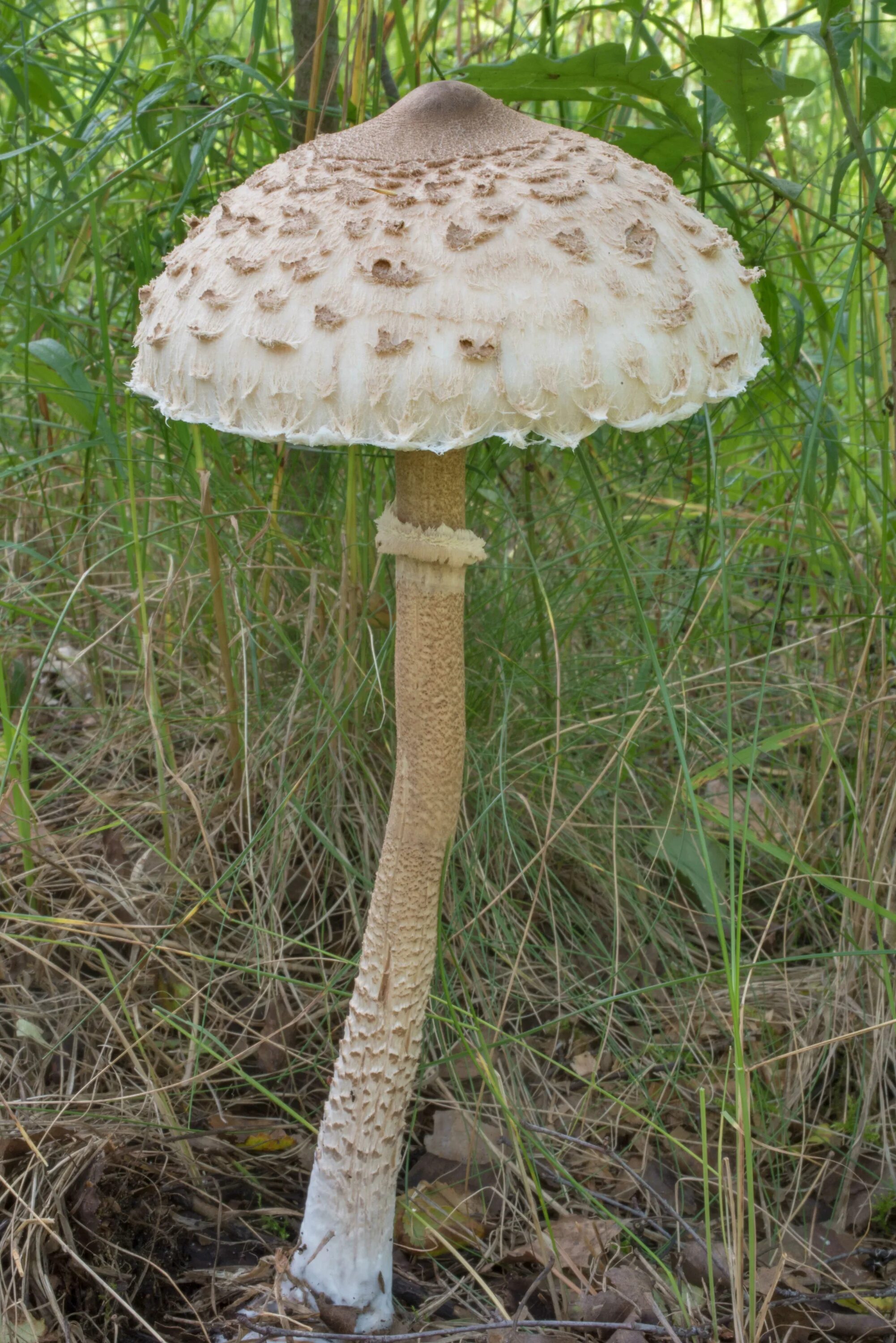 Зонтик ядовитый. Гриб - зонтик пёстрый (Macrolepiota procera).. Грибы пестрый зонтик съедобные. Макролепиота гриб зонтик. Парасоль гриб.