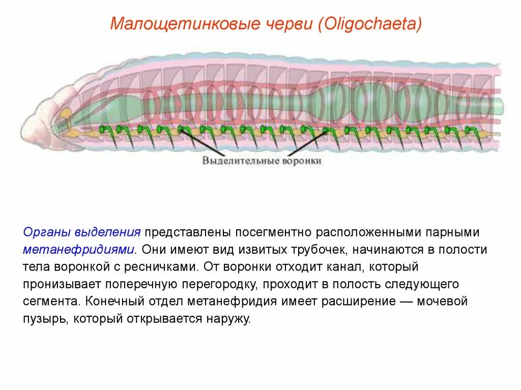 Выделительные трубочки червей. Выделительная система кольчатых червей Малощетинковые. Кольчатые черви система выделения. Выделительная система кольчатого червя. Выделительная система кольчатых червей представлена 7 класс.