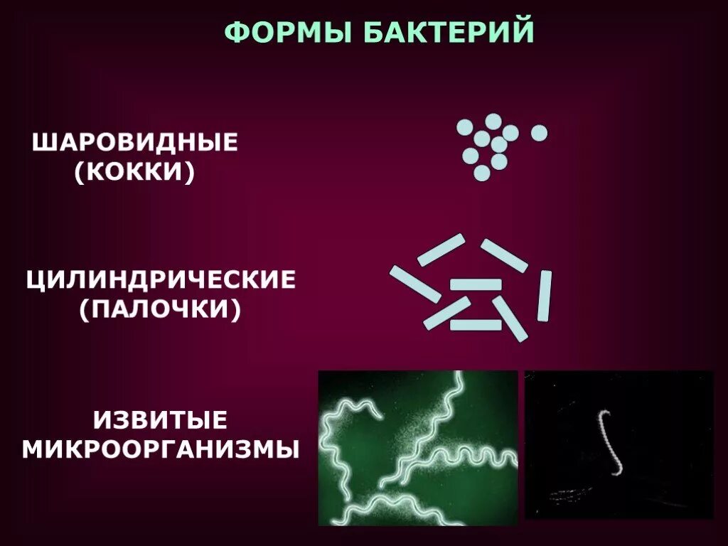 Бактерии изогнутой формы носят название. Кокки палочковидные и бациллы. Микроорганизмы кокки палочки. Формы бактериальных клеток кокки. Палочковидные (цилиндрические) формы бактерий.