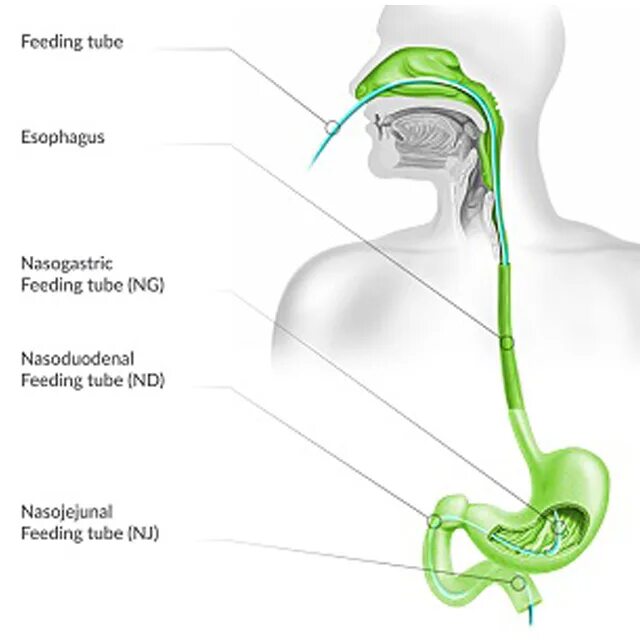 Cock feeding