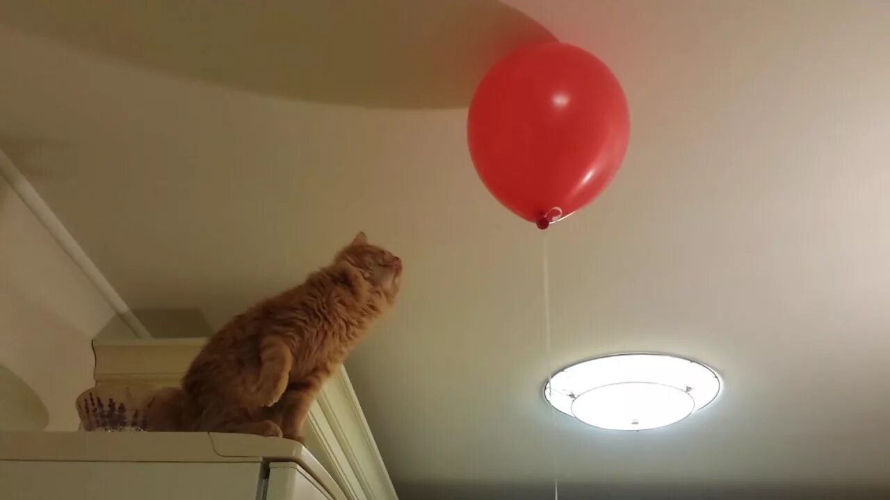 Кошка с воздушными шариками. Воздушные шары кошка. Котенок с воздушными шарами. Кот на воздушных шариках. Котик с воздушным шариком.