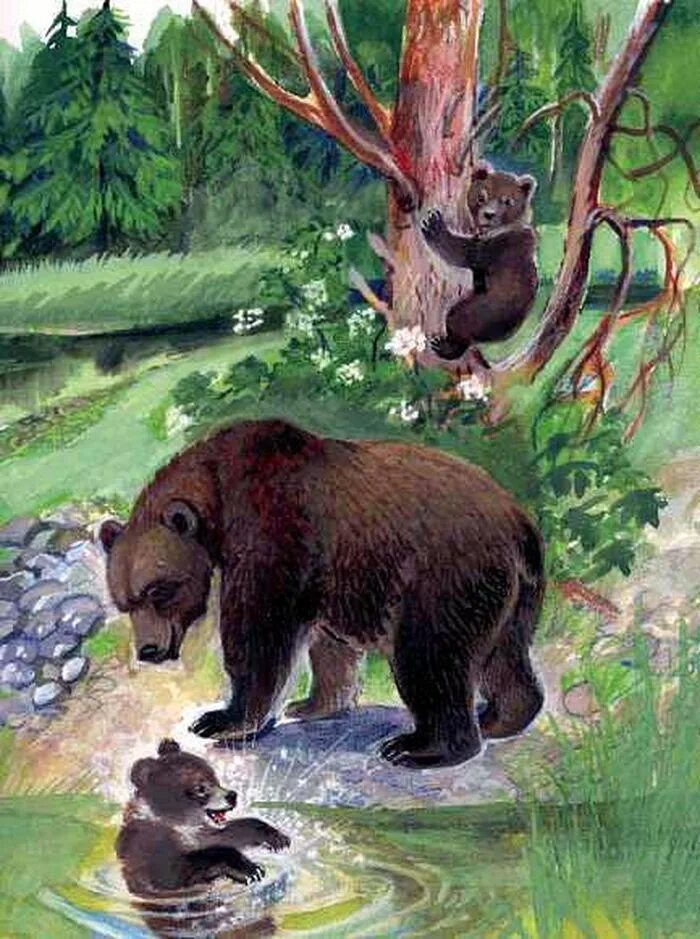 Медведь с книгой. Купание медвежат бианки иллюстрации. Е чарушин рассказ медвежата. Рассказ медведица. Картина купание медвежат бианки.