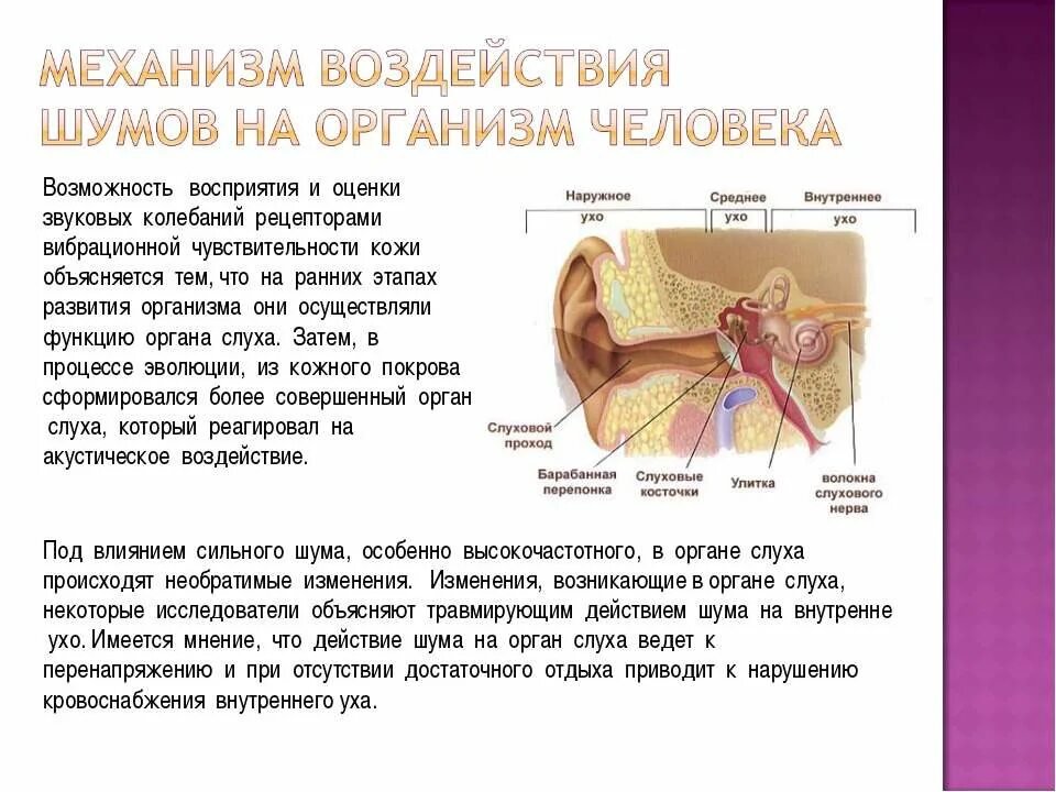 Влияние звука и шума на человека. Воздействие звука на организм человека. Воздействие шума на организм человека. Влияние шума на организм. Воздействие шума на ОРГВ\анизм человека.