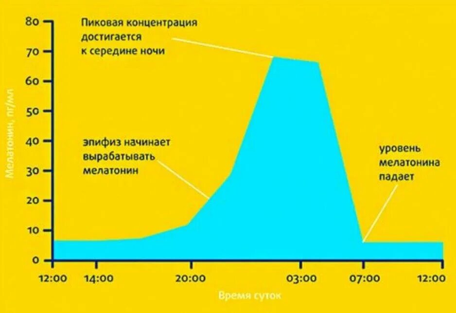 Часы выработки мелатонина