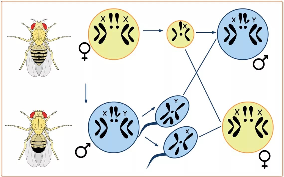 Кариотип санки дрозофила. Кариотип самца дрозофилы. Половые хромосомы мухи дрозофилы. Половые хромосомы самки дрозофилы.