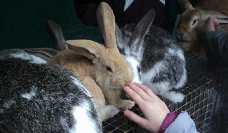 Лоток для кролика. Как приручить кролика. Можно ли дрессировать кролика. Прирученные кролики. Как приручить кролика.