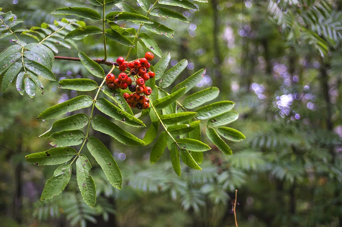 Рябина бузинолистная дерево. 9 сентября рябинник. Рябина обыкновенная побег. Лист дерева рябины. Рябина обыкновенная листья.