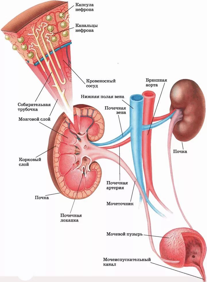Кровь в лоханке почки. Собирательные трубки почки. Где расположены капсулы нефронов. Строение почки собирательная трубочка. Почечная капсула собирательная трубочка.