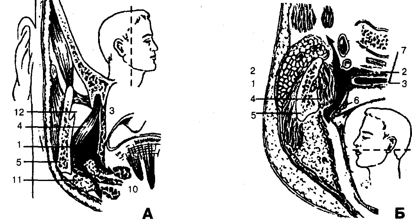 Spatium retropharyngeum. Абсцесс окологлоточного пространства. Окологлоточное клетчаточное. Боковое окологлоточное пространство топография. Окологлоточное клетчаточное пространство схема.