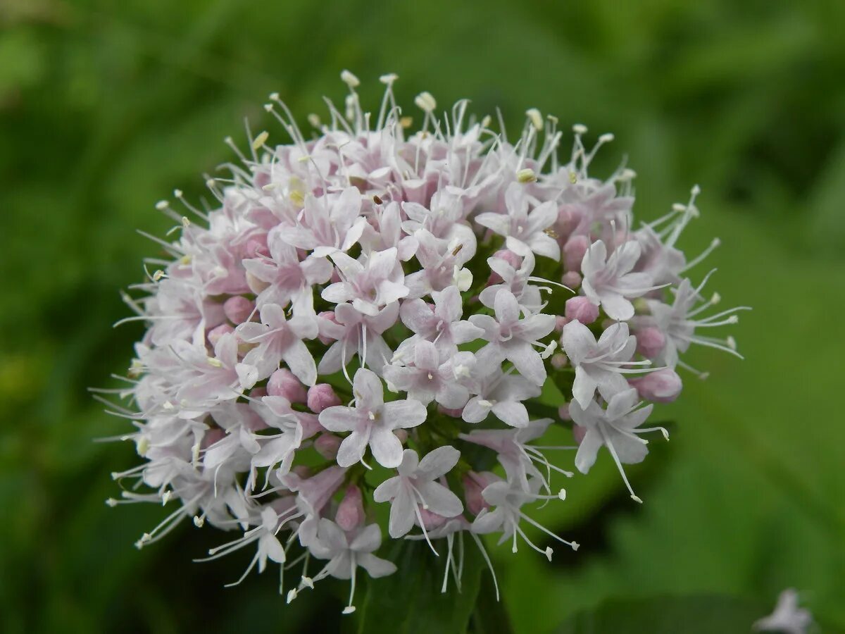 Валерьянка трава. Валериана. (Valeriana officinalis). Валериана лекарственная / Valeriána officinális. Valeriana officinalis семейство. Валериана соцветие.