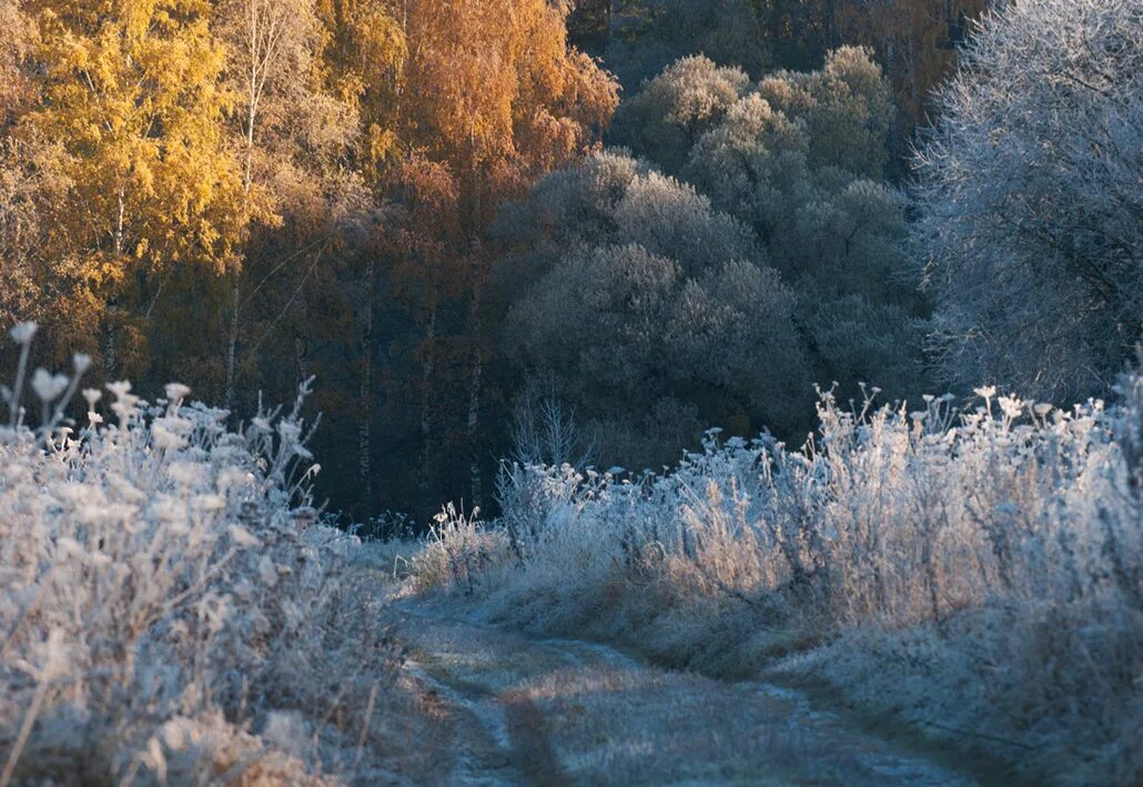 заморозки. осенние заморозки. ранние заморозки. осень заморозки. ранние заморозки.