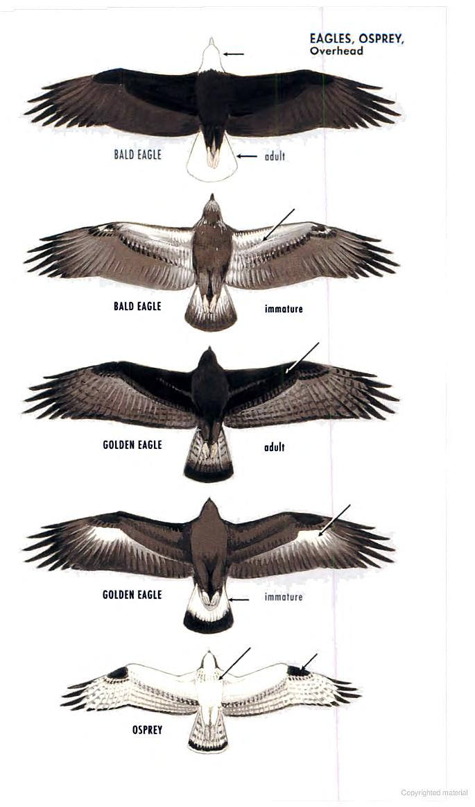 Размах крыльев птиц. Форма крыльев хищных птиц. Размер размах крыльев орла. Хищные птицы размах крыльев.