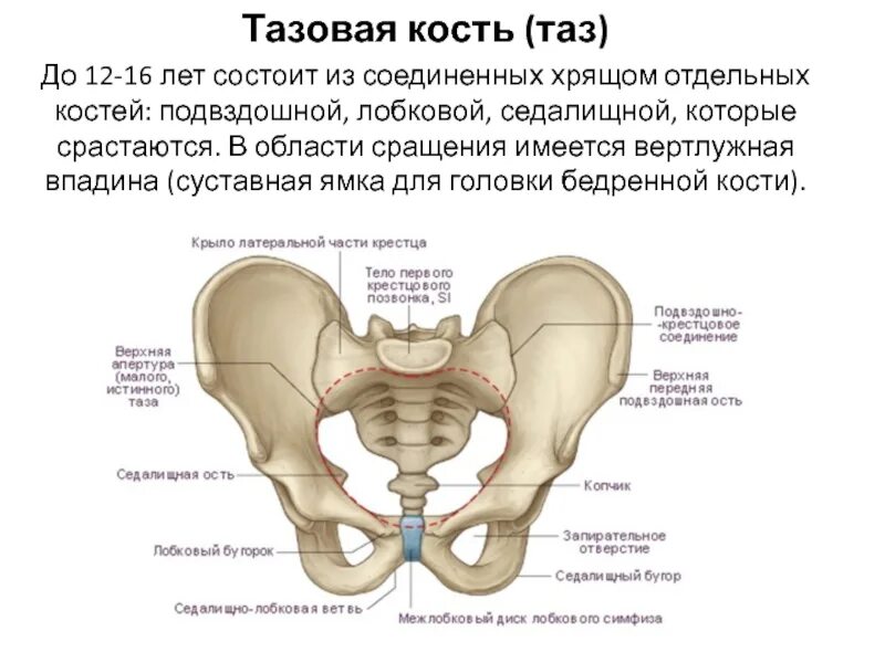 Лобковая область мужчины. Строение лонной кости таза. Тазовая кость состоит анатомия. Седалищная кость скелет. Седалищная кость кость анатомия.