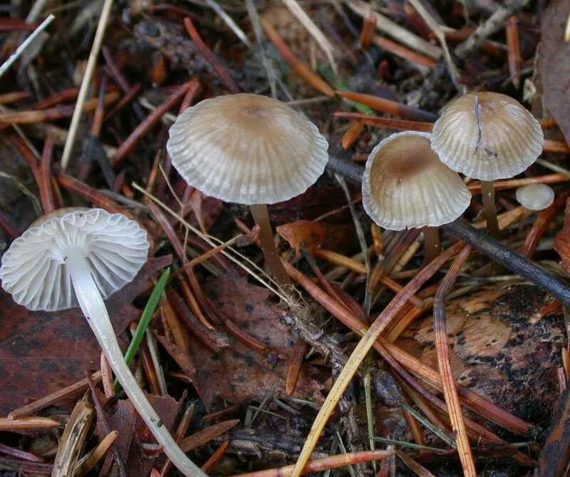 Мицена обыкновенная (Mycena vulgaris). Мицена молочная Mycena galopus. Mycena leptocephala. Mycena purpureofusca.