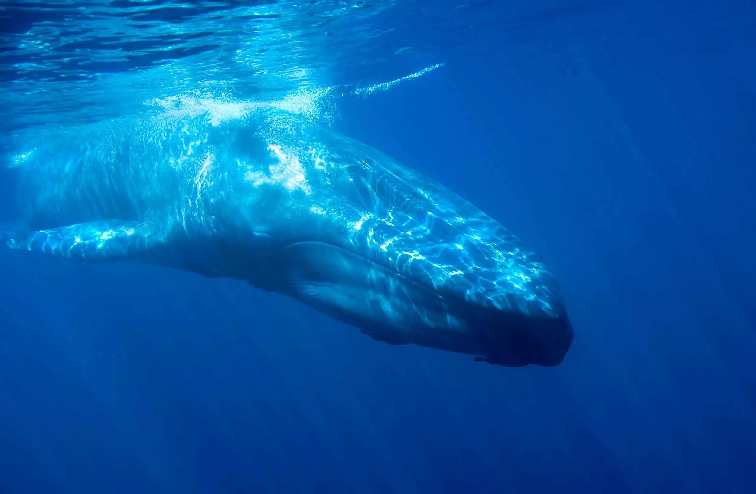 Где живут синие. Голубой кит Balaenoptera musculus. Синий кит блювал. Синий кит (голубой кит). Блювал (голубой или синий кит).
