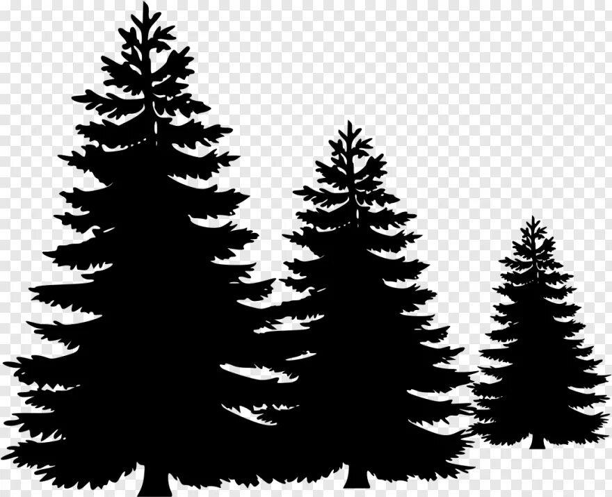 Рисунок большой ели. Сосновый лес вектор. Силуэт сосны. Силуэт елки на белом фоне. Дерево ель вектор.