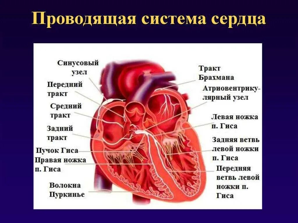 Строение проводящей системы сердца. Структурные компоненты проводящей системы сердца. Физиология проводящей системы сердца. Строение проводящей системы чердув.