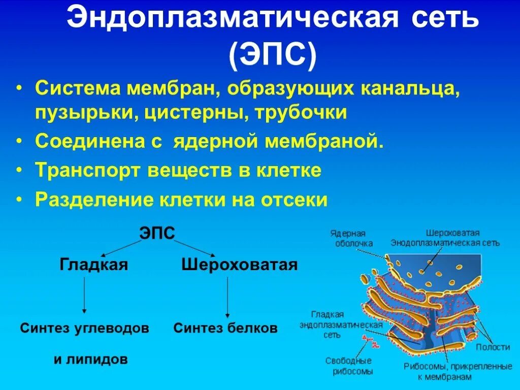 Шероховатая сеть функции. Строение ЭПС мембранная. Строение эндоплазматическая сеть биология 8 класс. Строение мембраны ЭПС. Строение клетки 10 класс эндоплазматическая сеть.