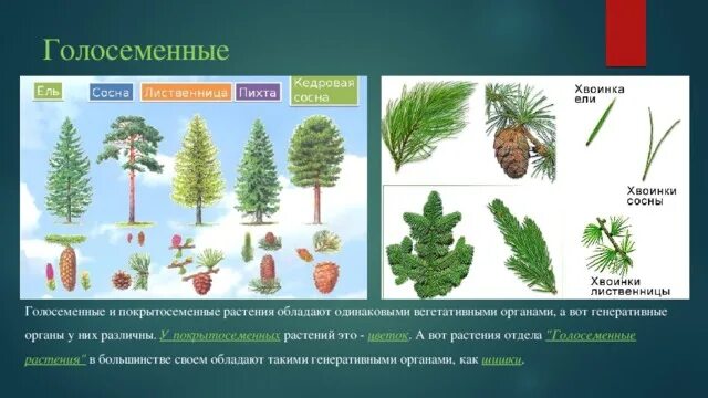 Презентация "Растения" - Биология - Презентации - 5 класс