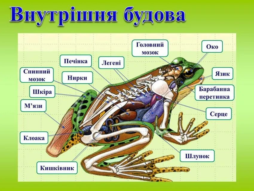 Внутренне строение Жабы. Лягушка биология внутреннее строение. Внутреннее строение амфибии лягушки. Внутреннее строение земноводных лягушка.