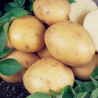 Сорт картофеля колобок