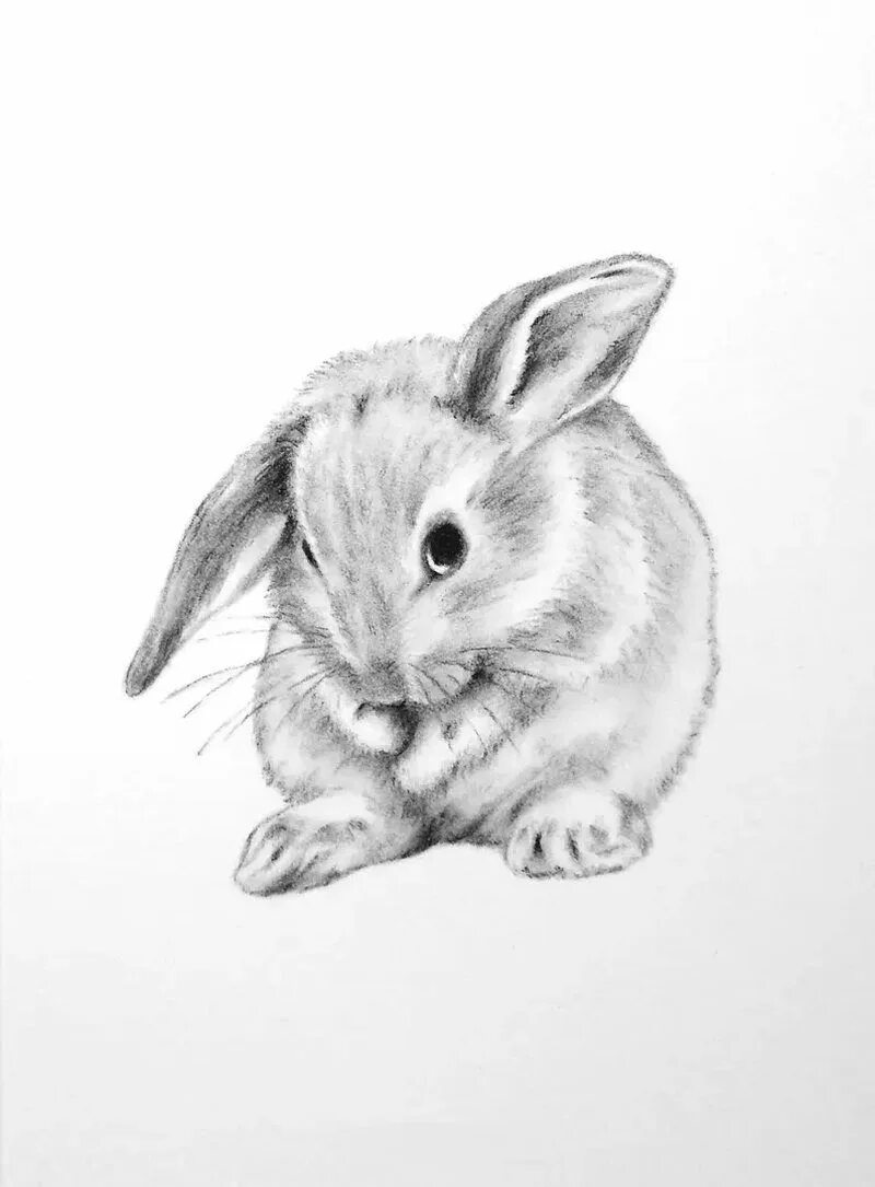 Нарисовать кролика карандашом. Кролик рисунок. Кролик карандашом для срисовки. Кролик рисунок карандашом. Картинки кролика для срисовки.