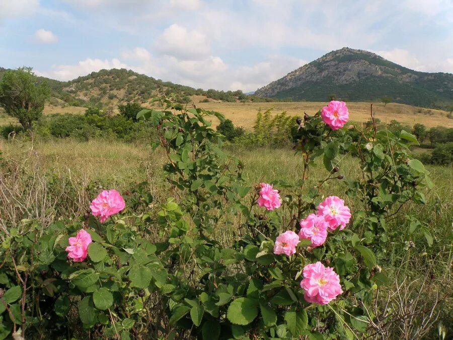 Розовое поле в крыму. Долина роз Судак. Долина роз Крым. Долина роз Болгария. Долина роз Судак 2022.