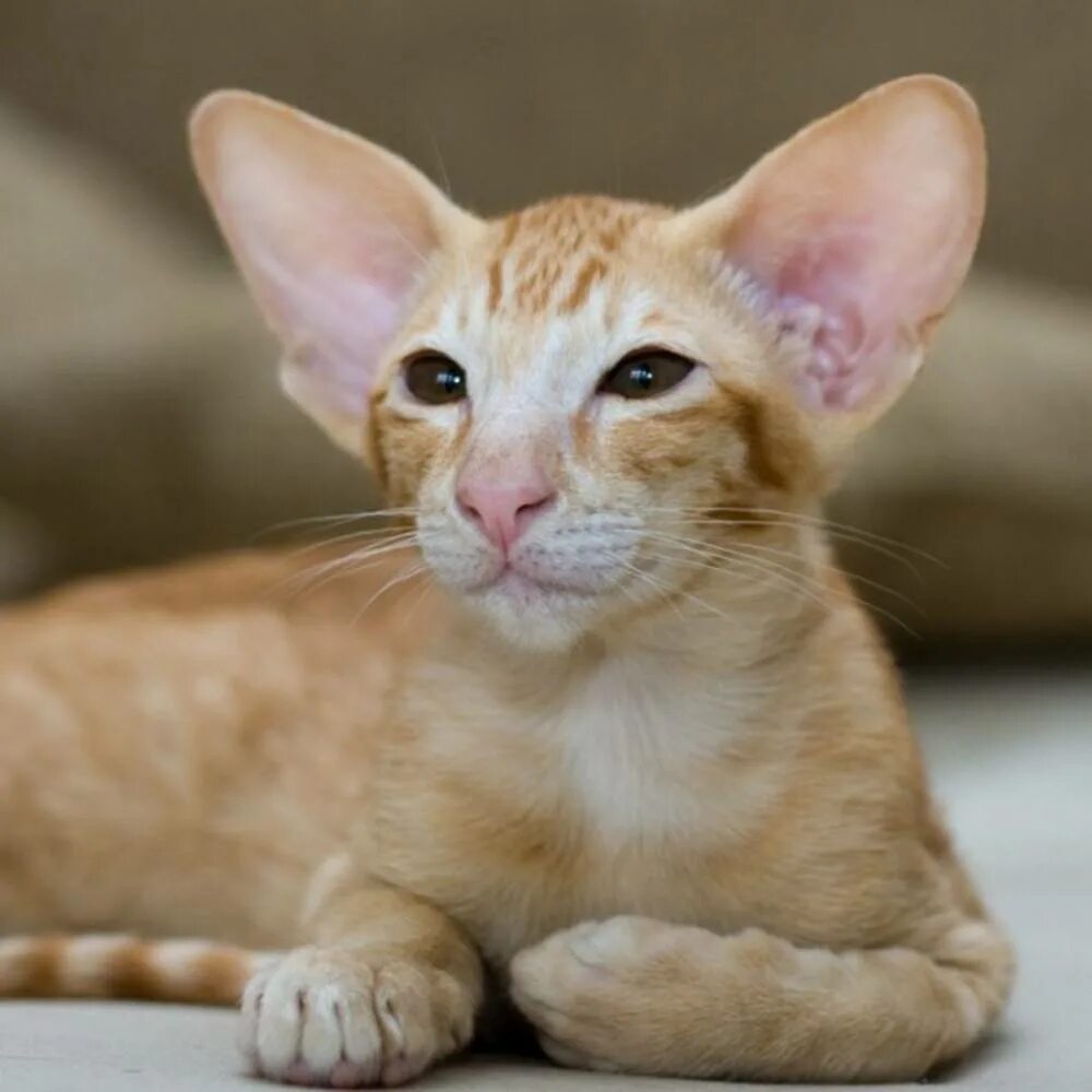 Длинная кошка порода. Коты породы ориенталы. Ушастый кот порода Ориентал. Ориентальная кошка рыжая. Ориентальный кот пятнистый.
