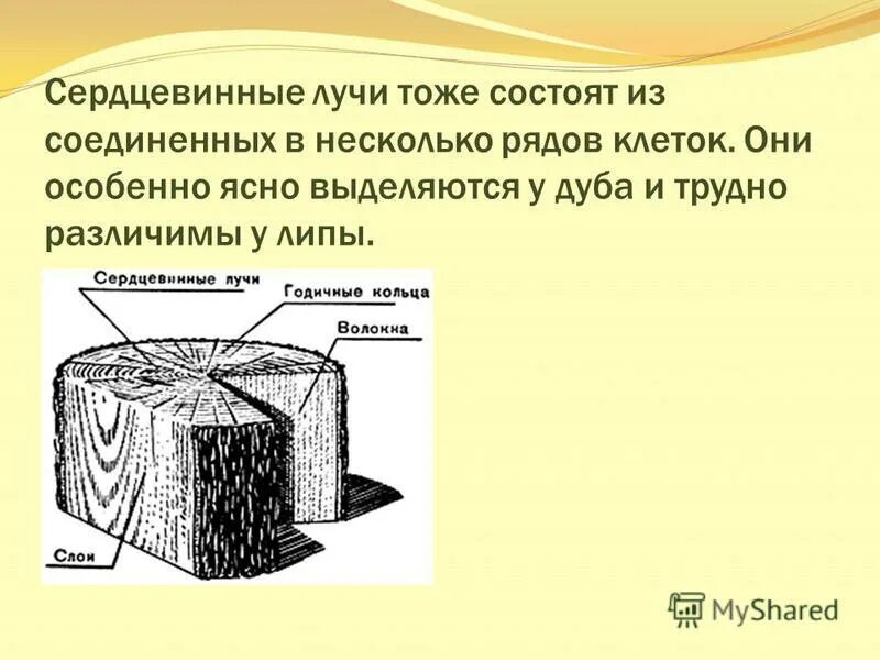 Сердцевинные лучи функции. Строение сердцевинных лучей древесины. Сердцевинные лучи состоят из. Сердцевина строение и функции. Сердцевинные лучи древесины функции.