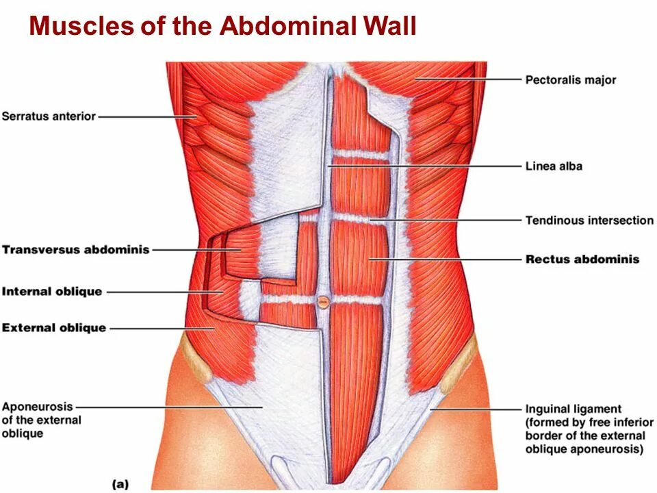 Передняя часть живота. Переднебоковая стенка живота мышцы. Rectus abdominis мышца. Анатомия передней стенки живота. Переднебоковая стенка живота слои.