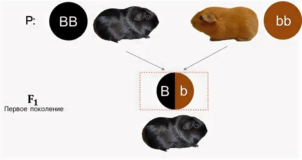 У собак жесткая шерсть доминантна мягкая рецессивна. Схема скрещивания морских свинок. Генетика морских свинок. Морские свинки генотип. Скрещивание морских свинок.