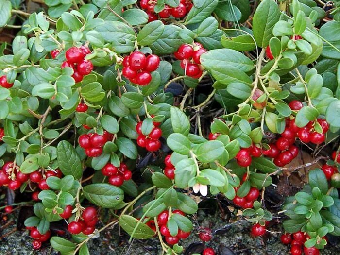 Viburnum - Healthy Food Near Me