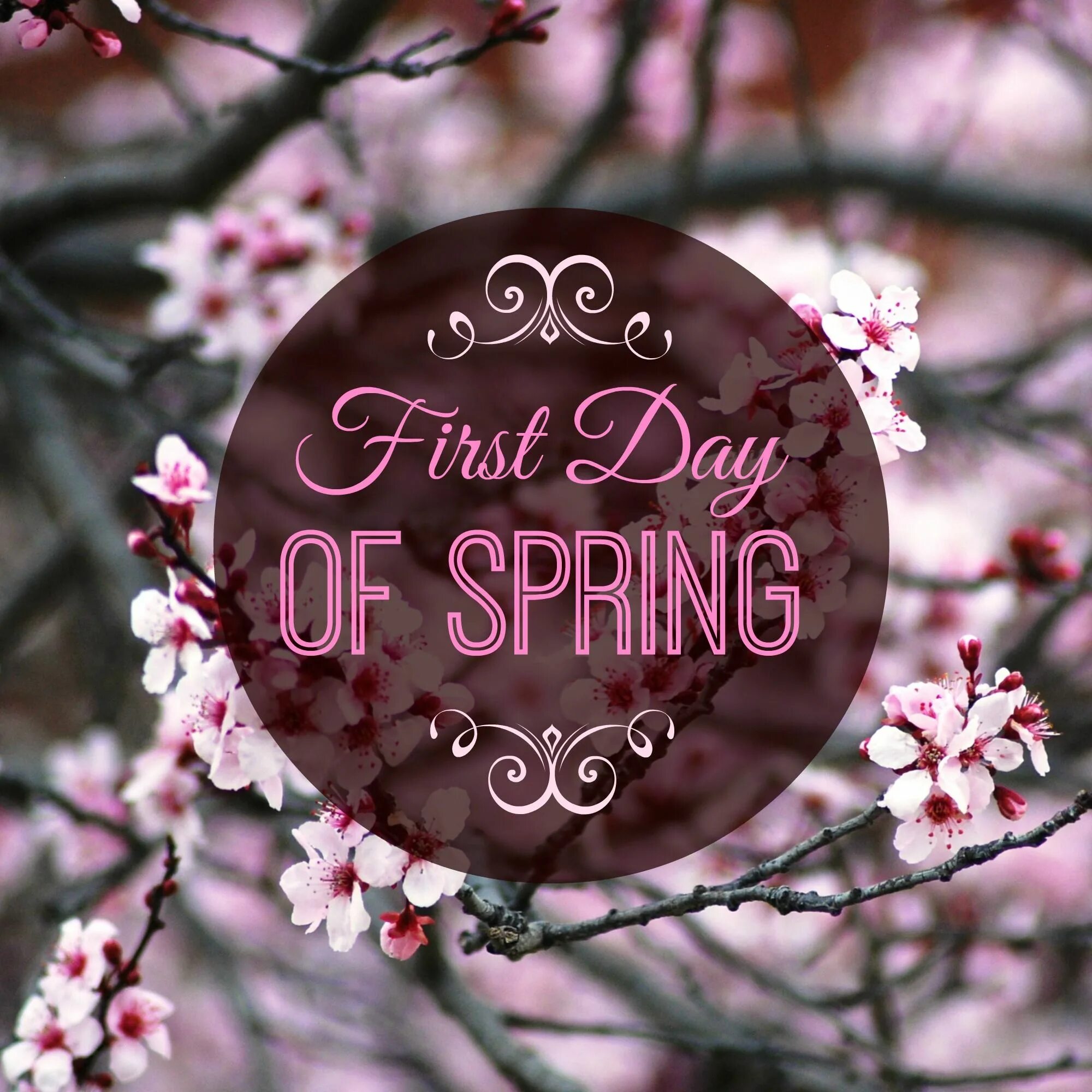 First day of spring. Открытка hello spring. spring надпись. с первым днем весны для инстаграм.