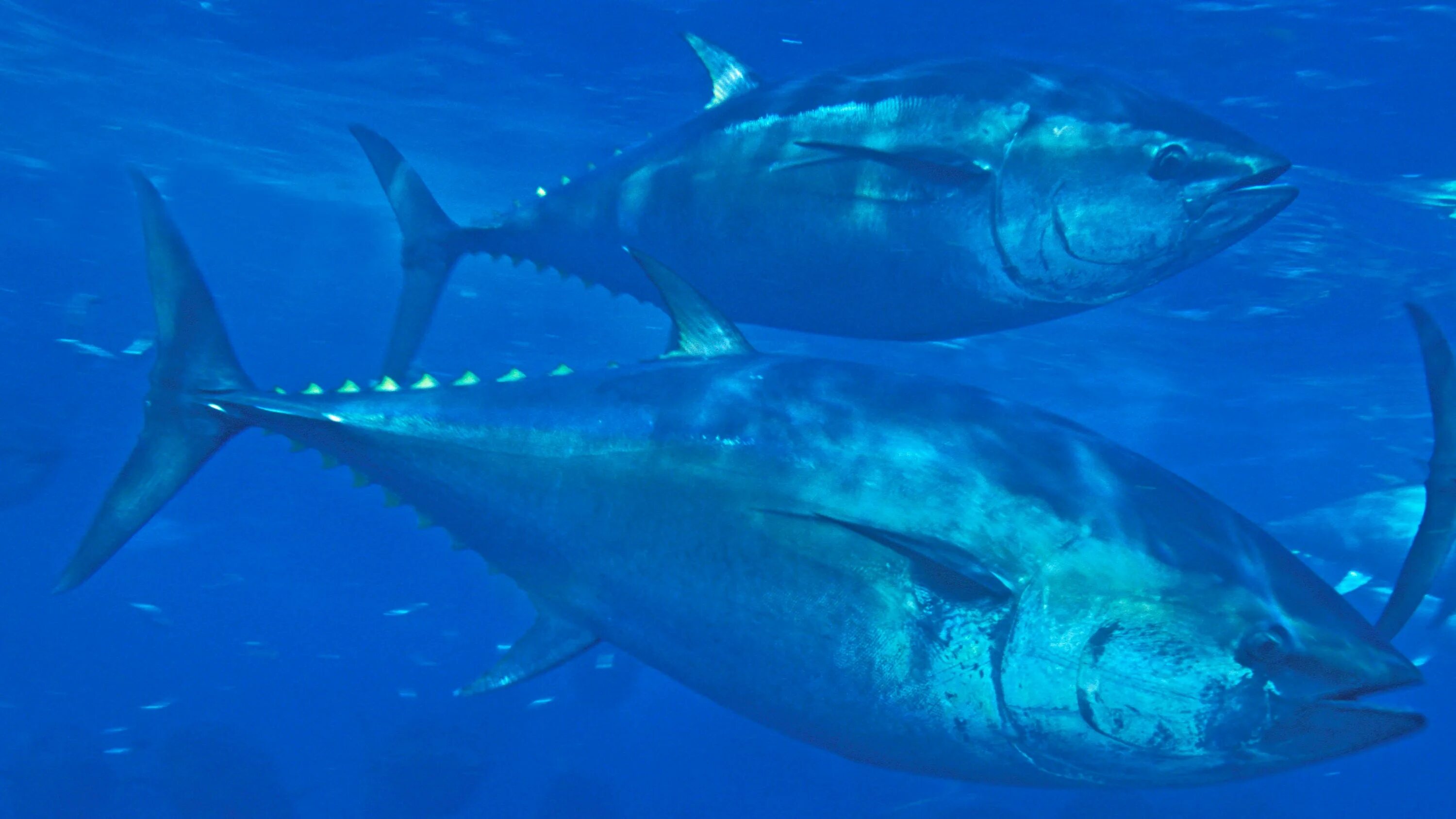 Bluefin Tuna. Atlantic Bluefin Tuna. Обыкновенный тунец. Большеглазый тунец.