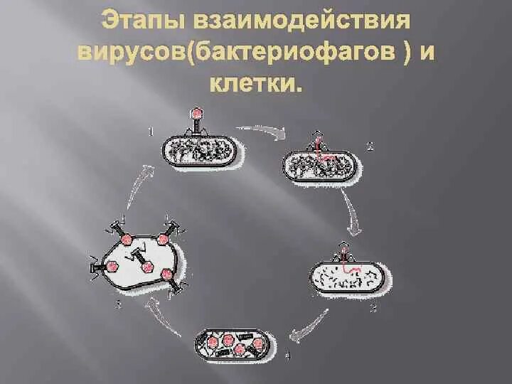 Этапы взаимодействия вируса и клетки схема. Продуктивный Тип взаимодействия вируса с клеткой схема. Этапы взаимодействия вируса с клеткой. Типы взаимодействия вируса с клеткой. Этапы взаимодействия с клеткой