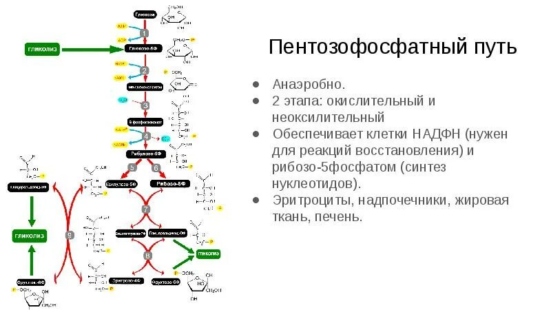 Протекание гликолиза кольцевые днк. Пентозофосфатный путь реакции окислительного этапа. Пентозофосфатный шунт реакции. Схема процесса пентозофосфатный путь превращения Глюкозы. Пути окисления Глюкозы биохимия.