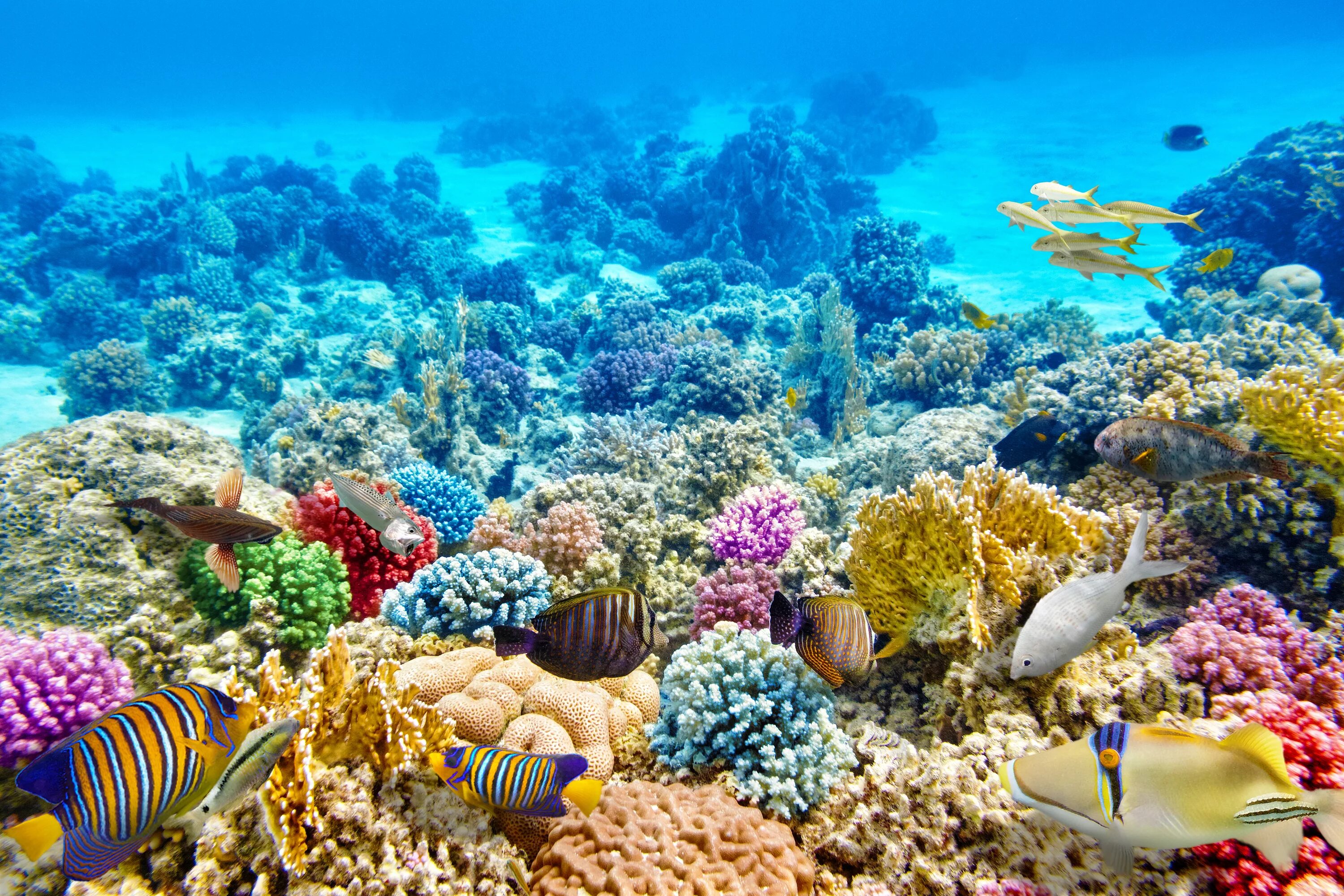 Coral reef s. Коралловый риф в Шарм Эль Шейхе. Подводный риф Шарм-Эль-Шейх. Риф Туббатаха Филиппины. Кораллы в Шарм Эль Шейхе.