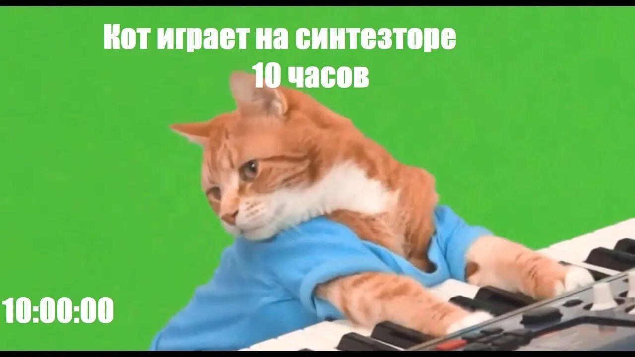 Коты 10 часов. Кот играет на пианино 10 часов. Коттиграет на синтезаторе. Кот играет на синтезаторе.