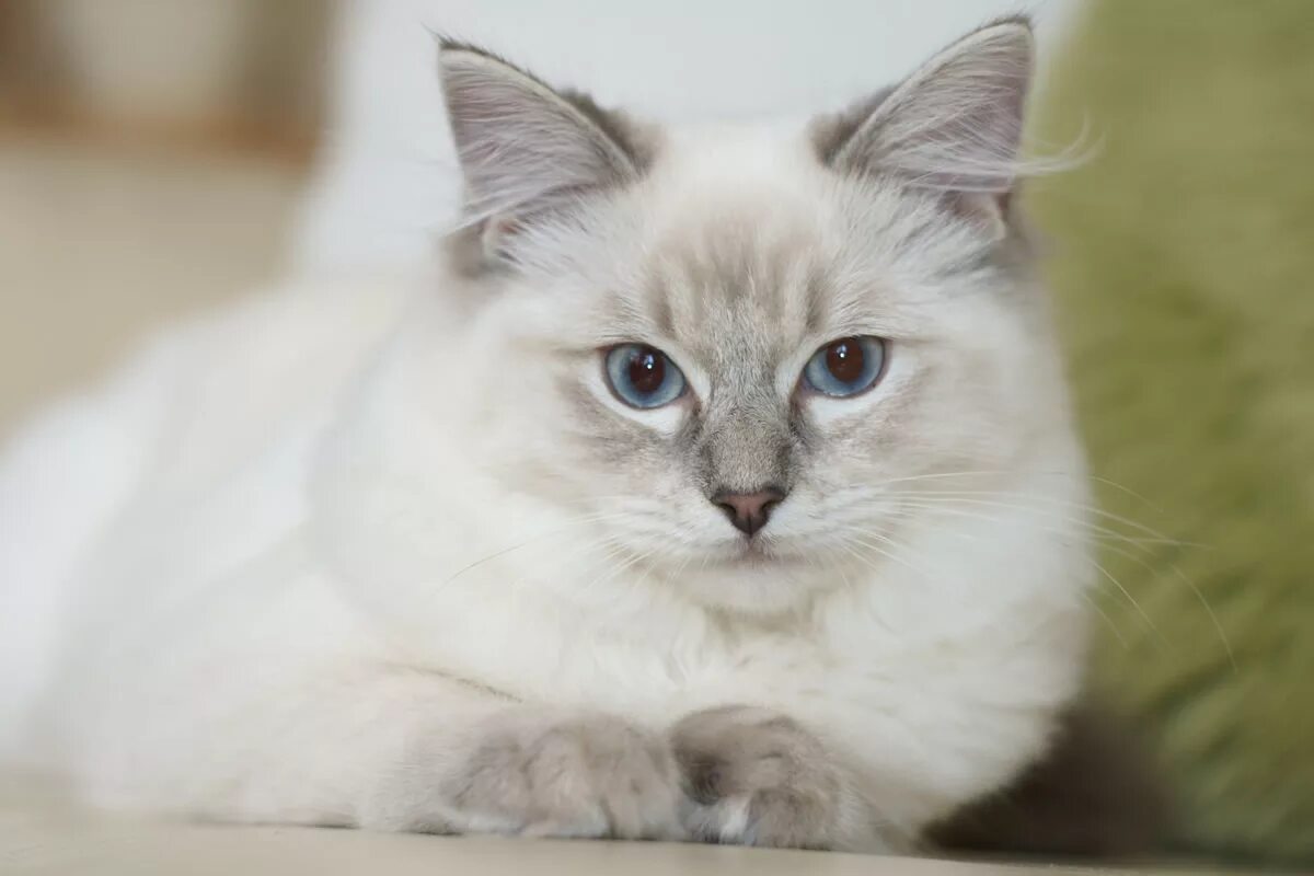 Балинезийская Рэгдолл. Рэгдолл кошка. Длинношерстный Рэгдолл. Рэгдолл белый. Самая красивая кошечка
