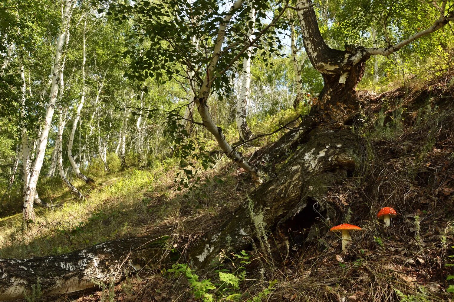 Ищет укромное место. Укромное место 6 букв. Укрытие в углублении. Сон в лесу. Ищет укромное место.