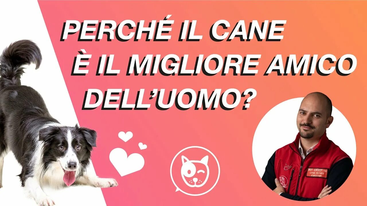 Il cane. Il cane. Собака тянет веревку. Пойнтер черно белый. Il cane.