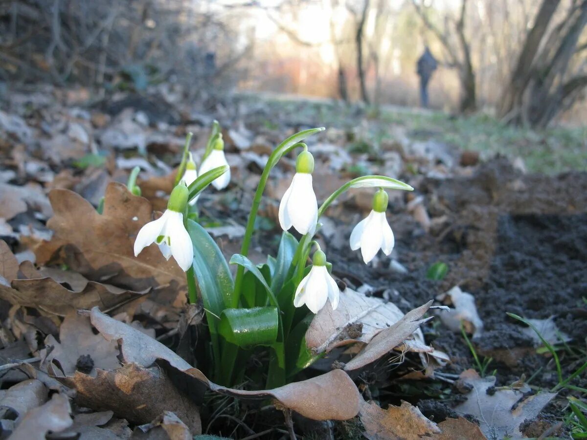 рву подснежники. подснежники оленьи ручьи. подснежники в руках. рву подснежники. подснежники златоуст.